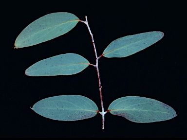 APII jpeg image of Eucalyptus pauciflora subsp. pauciflora  © contact APII