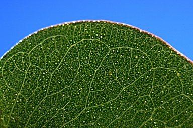 APII jpeg image of Eucalyptus pulverulenta  © contact APII