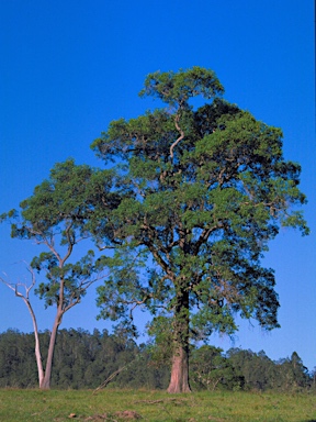 APII jpeg image of Angophora subvelutina  © contact APII