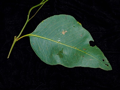 APII jpeg image of Eucalyptus fibrosa subsp. fibrosa  © contact APII