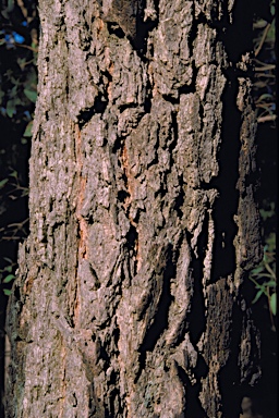 APII jpeg image of Eucalyptus paniculata  © contact APII