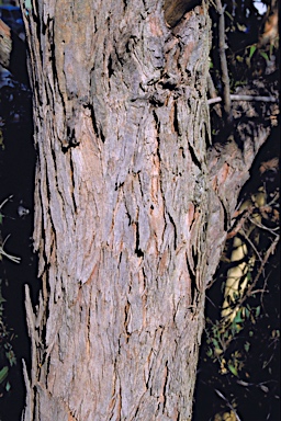 APII jpeg image of Angophora inopina  © contact APII