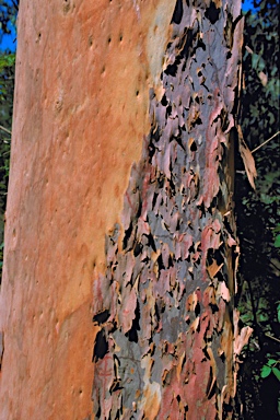 APII jpeg image of Angophora costata subsp. costata  © contact APII