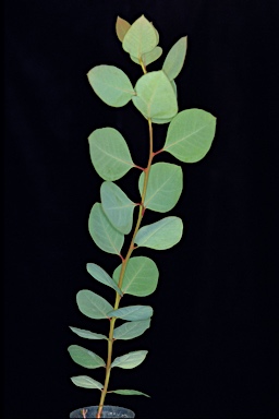 APII jpeg image of Eucalyptus flindersii  © contact APII