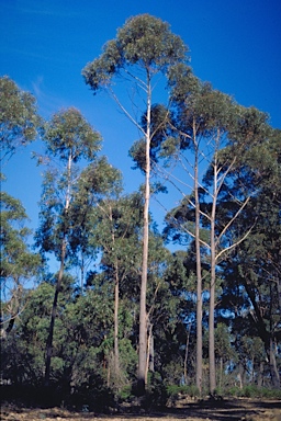 APII jpeg image of Eucalyptus sieberi  © contact APII