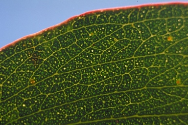 APII jpeg image of Eucalyptus pauciflora subsp. debeuzevillei  © contact APII