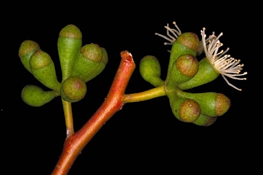 APII jpeg image of Eucalyptus blaxellii  © contact APII