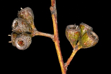 APII jpeg image of Eucalyptus brachycalyx  © contact APII