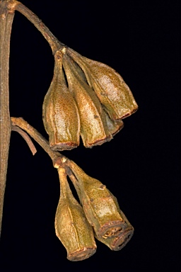 APII jpeg image of Eucalyptus calycogona subsp. spaffordii  © contact APII