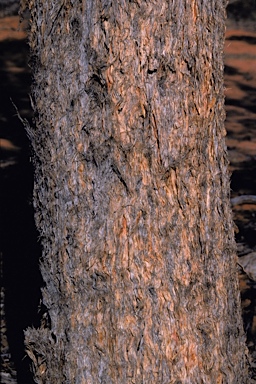 APII jpeg image of Eucalyptus canescens subsp. canescens  © contact APII