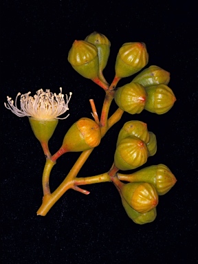 APII jpeg image of Eucalyptus canescens subsp. beadellii  © contact APII