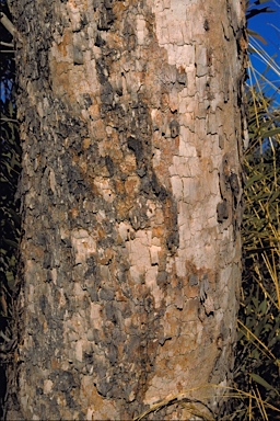 APII jpeg image of Corymbia chippendalei  © contact APII