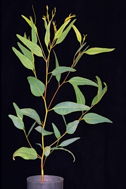 APII jpeg image of Eucalyptus clivicola  © contact APII