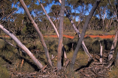 APII jpeg image of Eucalyptus cyclostoma  © contact APII