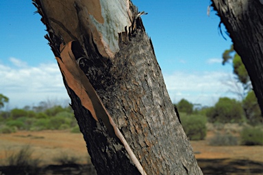 APII jpeg image of Eucalyptus delicata  © contact APII