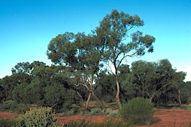 APII jpeg image of Eucalyptus dolichocera  © contact APII