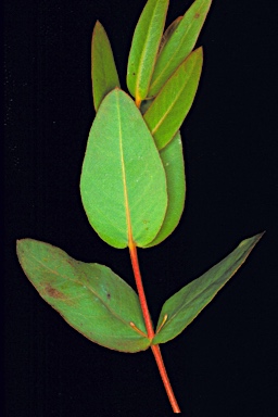 APII jpeg image of Eucalyptus doratoxylon  © contact APII