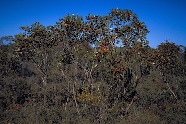 APII jpeg image of Eucalyptus x erythrandra  © contact APII