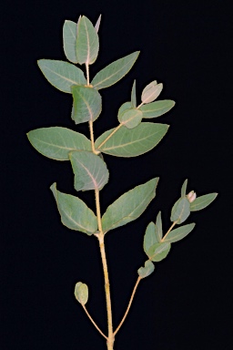 APII jpeg image of Eucalyptus eudesmioides  © contact APII