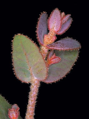 APII jpeg image of Eucalyptus eudesmioides subsp. Pallida (D.F.Blaxell 1981 et a  © contact APII