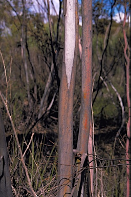 APII jpeg image of Eucalyptus exigua  © contact APII