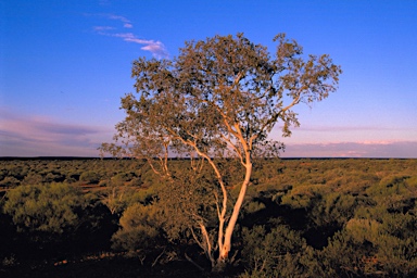 APII jpeg image of Corymbia ferriticola  © contact APII