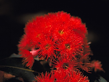 APII jpeg image of Corymbia ficifolia  © contact APII