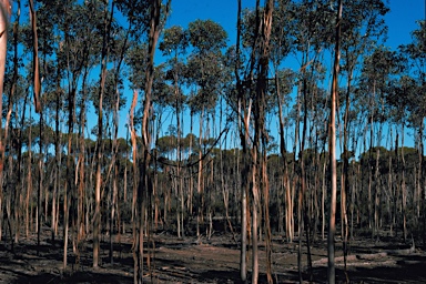 APII jpeg image of Eucalyptus georgei subsp. fulgida  © contact APII