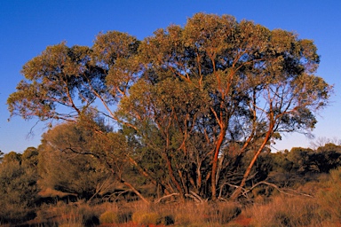 APII jpeg image of Eucalyptus glomerosa  © contact APII