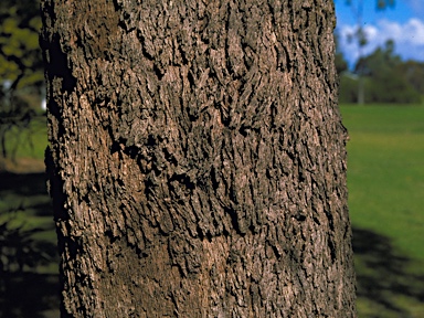 APII jpeg image of Eucalyptus gomphocephala  © contact APII