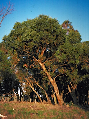 APII jpeg image of Eucalyptus goniantha subsp. goniantha  © contact APII