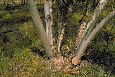 APII jpeg image of Eucalyptus horistes subsp. kochii  © contact APII