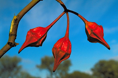 APII jpeg image of Eucalyptus kingsmillii subsp. kingsmillii  © contact APII