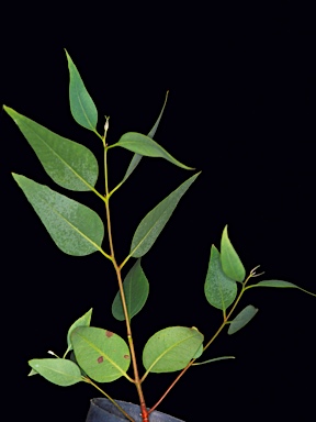 APII jpeg image of Eucalyptus kingsmillii subsp. kingsmillii  © contact APII