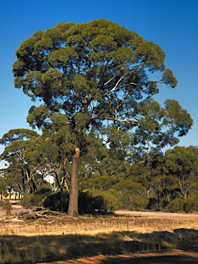 APII jpeg image of Eucalyptus kondininensis  © contact APII