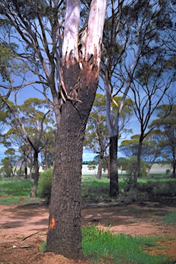 APII jpeg image of Eucalyptus kondininensis  © contact APII