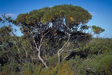 APII jpeg image of Eucalyptus lehmannii  © contact APII