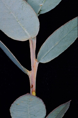 APII jpeg image of Eucalyptus longicornis  © contact APII