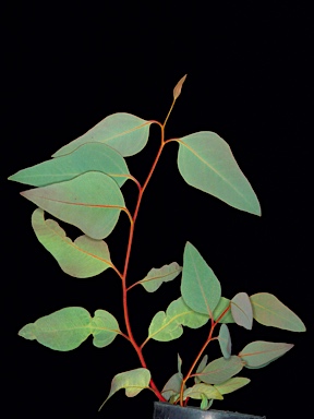 APII jpeg image of Eucalyptus lucasii  © contact APII