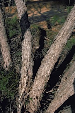 APII jpeg image of Eucalyptus mannensis subsp. vespertina  © contact APII