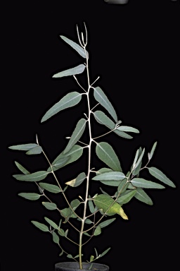 APII jpeg image of Eucalyptus nigrifunda  © contact APII