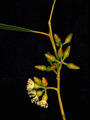 APII jpeg image of Eucalyptus oleosa subsp. oleosa  © contact APII