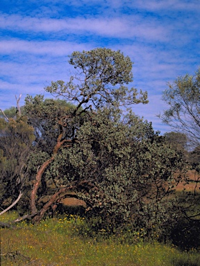 APII jpeg image of Eucalyptus educta  © contact APII