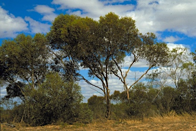 APII jpeg image of Eucalyptus phaenophylla subsp. phaenophylla  © contact APII