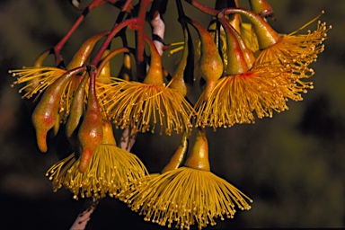 APII jpeg image of Eucalyptus pimpiniana  © contact APII