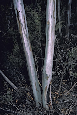 APII jpeg image of Eucalyptus platypus subsp. platypus  © contact APII