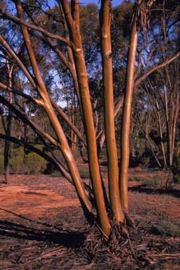 APII jpeg image of Eucalyptus protensa  © contact APII