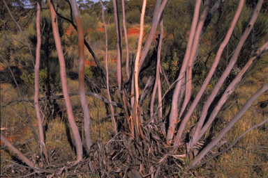 APII jpeg image of Eucalyptus rigidula  © contact APII