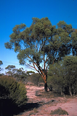 APII jpeg image of Eucalyptus sargentii subsp. sargentii  © contact APII