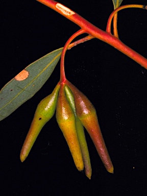 APII jpeg image of Eucalyptus diminuta  © contact APII